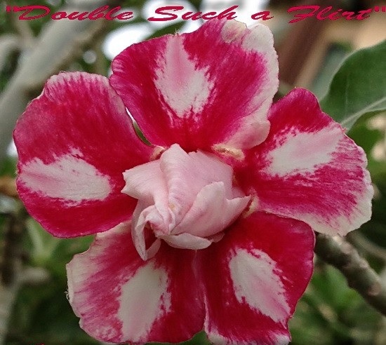 (image for) New Adenium \'Double Such A Flirt\' 5 Seeds
